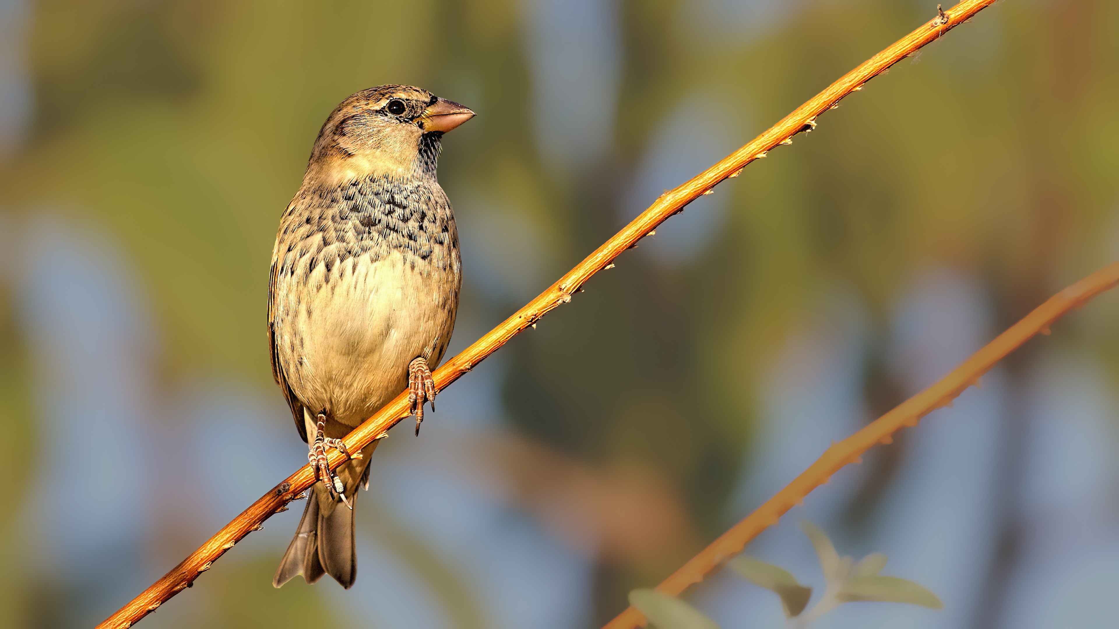Spanish Sparrow